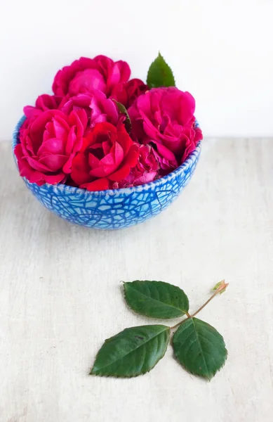 Muchas rosas en el plato azul y la hoja en el tablero de madera blanca — Foto de Stock