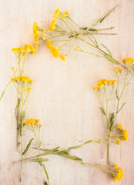 Frame of wild flowers — Stock Photo, Image