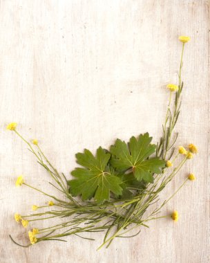 bitkiler ve yuva için yapraklar