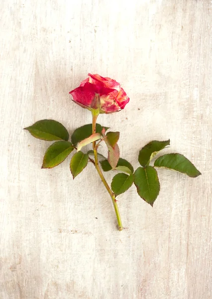 Rosa rosa sulla lavagna bianca — Foto Stock