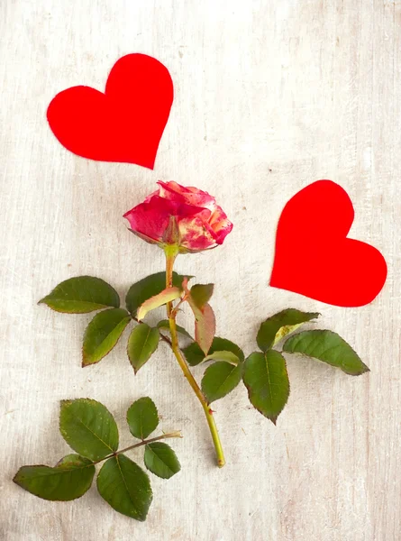 Two scarlet hearts and pink rose — Stock Photo, Image