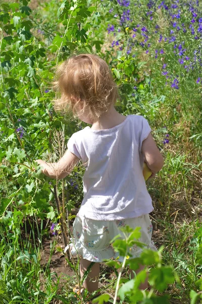 Kleines Mädchen pflückt Beeren — Stockfoto