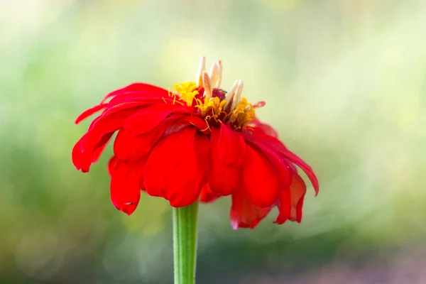Большой красный красивый цветок — стоковое фото