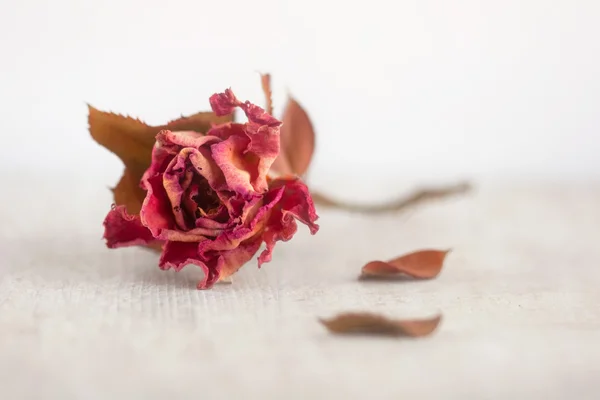 Retro rosa vermelha morta — Fotografia de Stock