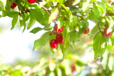 tatlı kırmızı akik kiraz