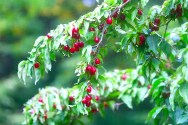 çok zengin kızılcık kiraz