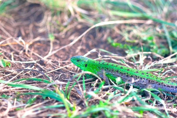 Shining green lizard in the grass — Stock Photo, Image