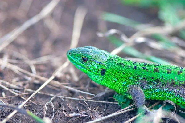 Lagarto verde brilhante — Fotografia de Stock