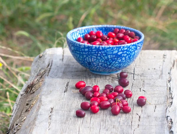 Blue full plate Cornelian cherries — Stock Photo, Image