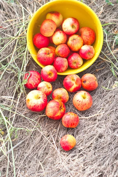 Pequenas maçãs vermelhas espalhadas — Fotografia de Stock