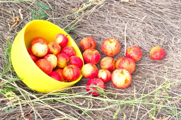 Pommes dans la plaque jaune — Photo