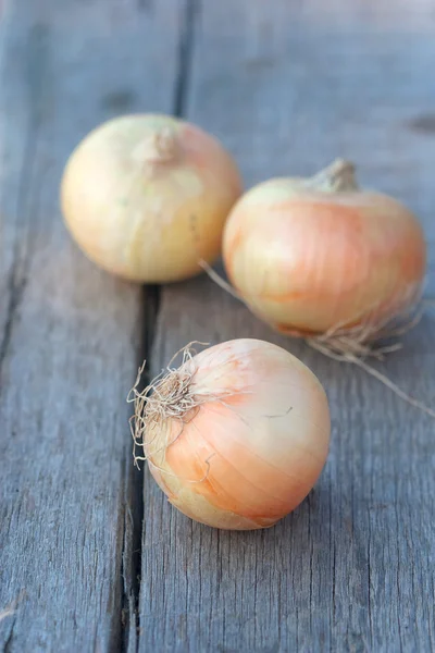 Frische, ungeschälte Zwiebeln — Stockfoto