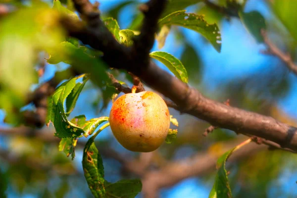 Prune sur la branche — Photo