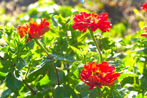 Fiore ricco naturale rosso — Foto Stock