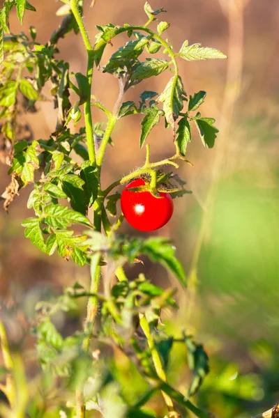Red tomato are ripening — Stock Photo, Image
