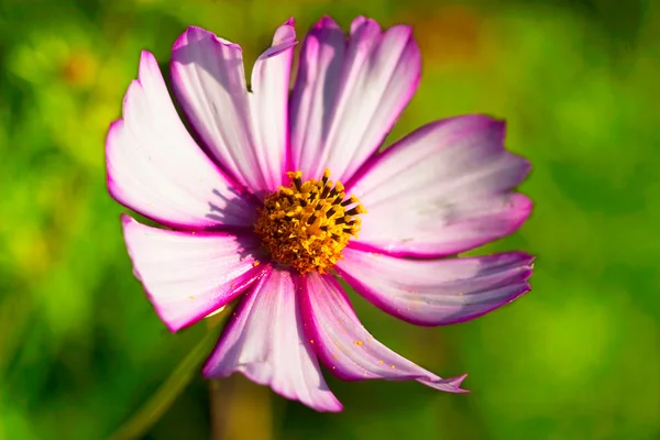 Flower with large petals — Stock Photo, Image