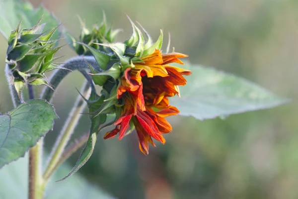 Girasole esplosivo decorativo — Foto Stock