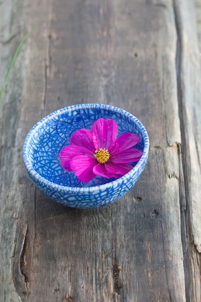 Schwimmende violette Blume mit gelben Pollen — Stockfoto