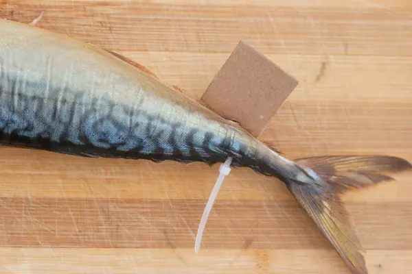 Nadęty ryb z tektury Tabliczka — Zdjęcie stockowe