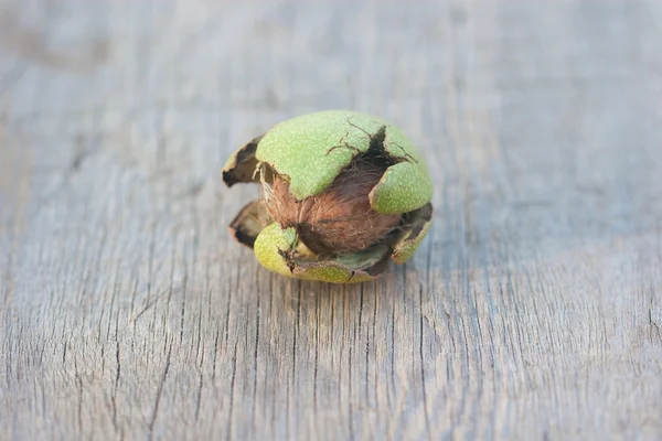 Young safe walnut in the green peel — Stock Photo, Image