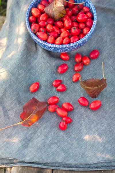 Autumnal red berrys hips — Stock Photo, Image