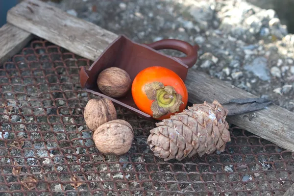 Ebony, walnut, fir cone — Stock Photo, Image