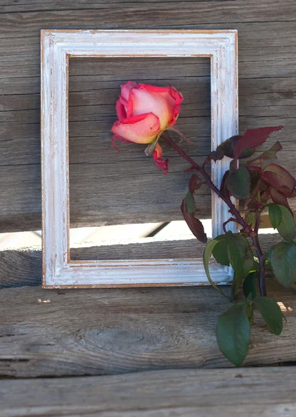 Dzień Świętego Walentego róża — Zdjęcie stockowe