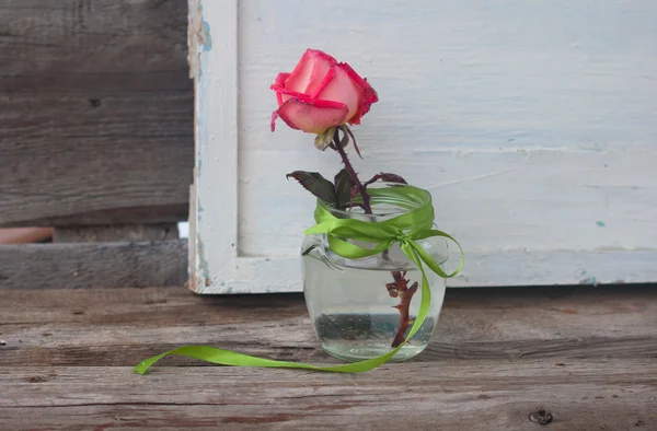 Nature rose in the glass jar — Stock Photo, Image