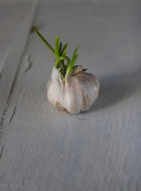 sprouting fresh garlic with the green arrows
