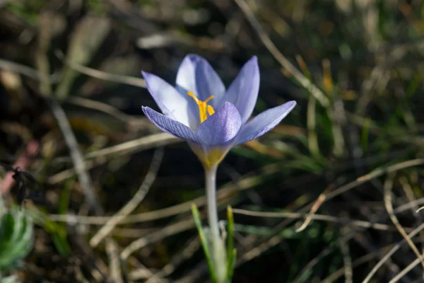 First flower in the early spring — Stock Photo, Image