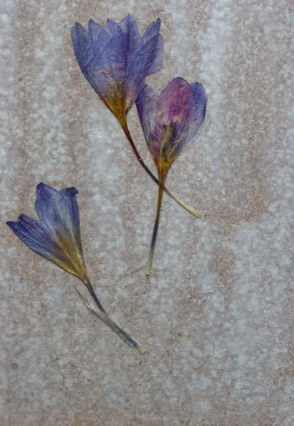 Drie gedroogde bloem crocus op een houten bord — Stockfoto