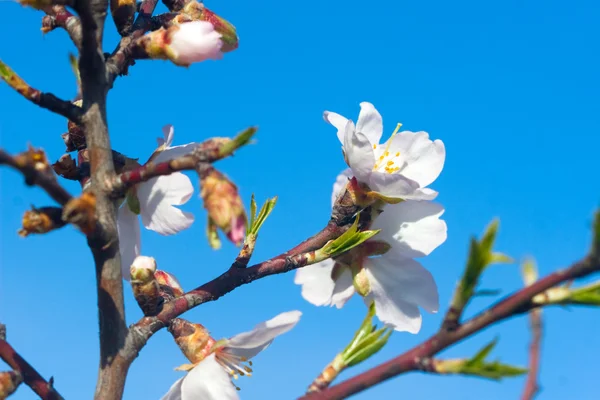 Tak van een bloeiende abrikoos op een achtergrond van de heldere hemel — Stockfoto