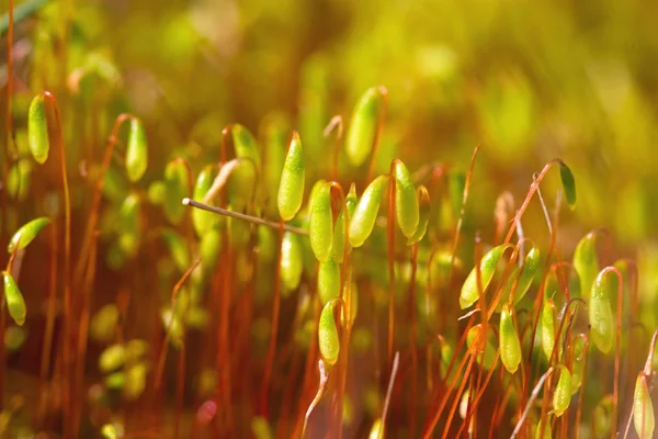 Brightly illuminated by sunlight shoots — Stock Photo, Image