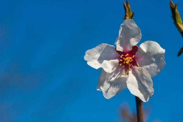 Witte bloem op een tak — Stockfoto