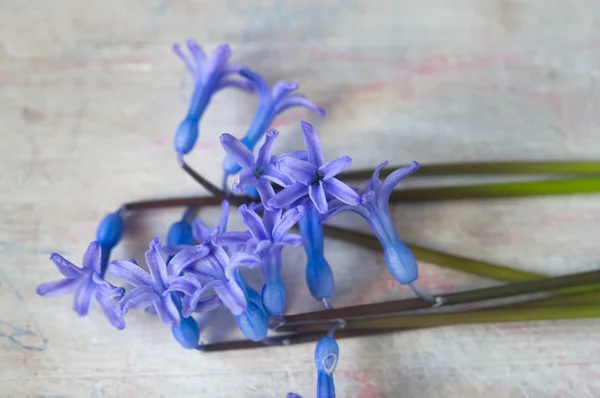 Primavera flores azuis fragrantes em uma tábua — Fotografia de Stock