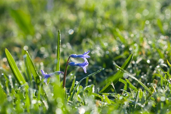 Spring fragrant flower with dewdrops in the grass — Stock Photo, Image