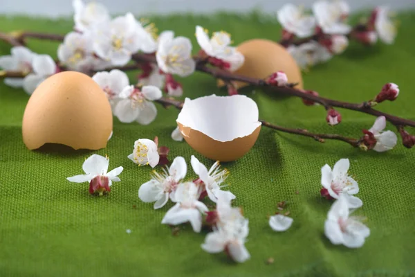 Branches florales printanières d'abricot et coquille d'oeuf — Photo