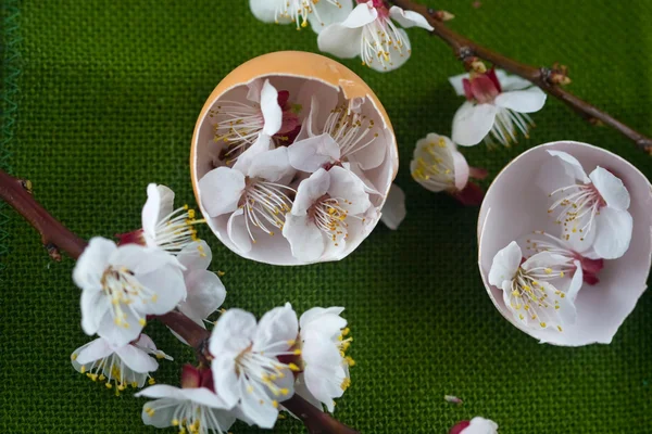 Skořápky vajec plné květů — Stock fotografie