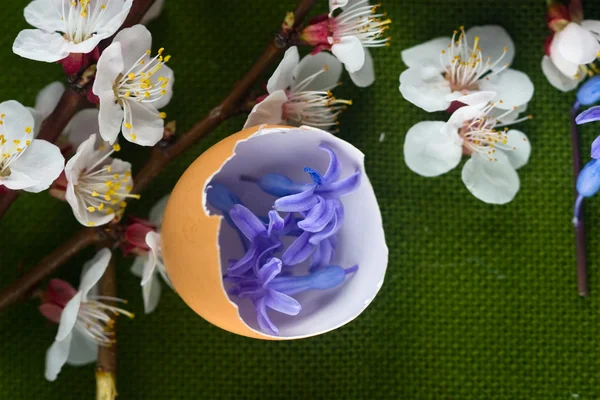Meia casca de ovo cheia de flores de primavera azul — Fotografia de Stock