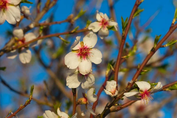 Ramo de uma ameixa florescente iluminada pelo sol — Fotografia de Stock