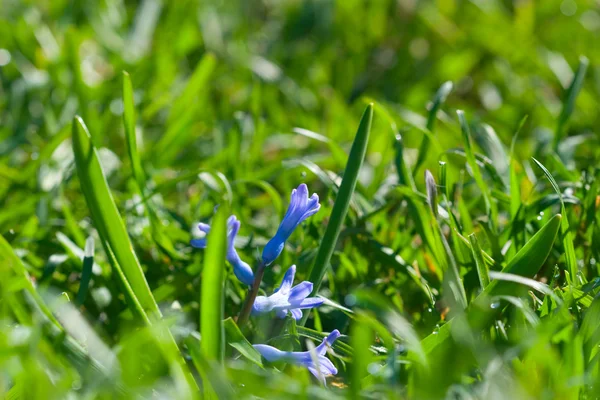 Flores azules en el jardín de hierba —  Fotos de Stock