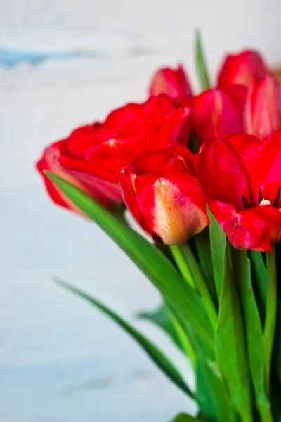 Bouquet of tulips on a background of  light — Stock Photo, Image