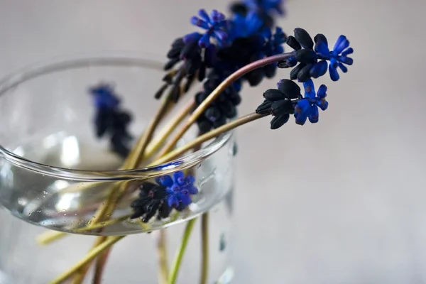 Spring field of dark blue flowers — Stock Photo, Image