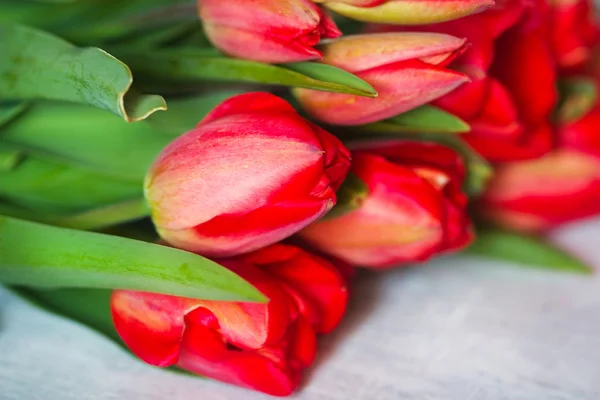 Tulipanes de primavera rojo brillante — Foto de Stock