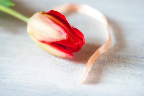 Tulipa de primavera suave e fita rosa — Fotografia de Stock