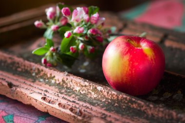 elma ve elma çiçek sapı