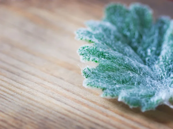 淡绿色的叶子野外植物 — 图库照片