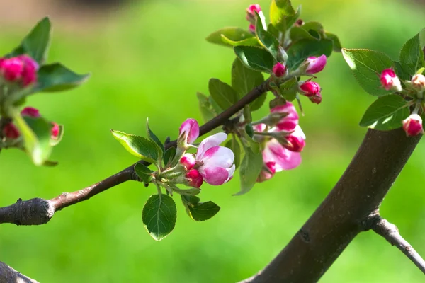 Rosa Apfelblüten — Stockfoto