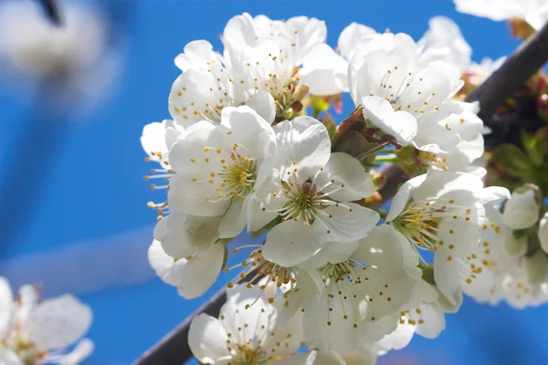 Lehké kvetoucí třešeň větev closeup — Stock fotografie