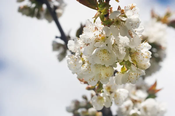 Milda ljus blommande körsbärsträd gren — Stockfoto